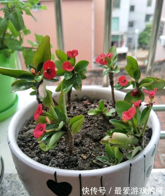 适合10月扦插的“5种花”，喜欢不要花钱买，几根枝条就能插一盆