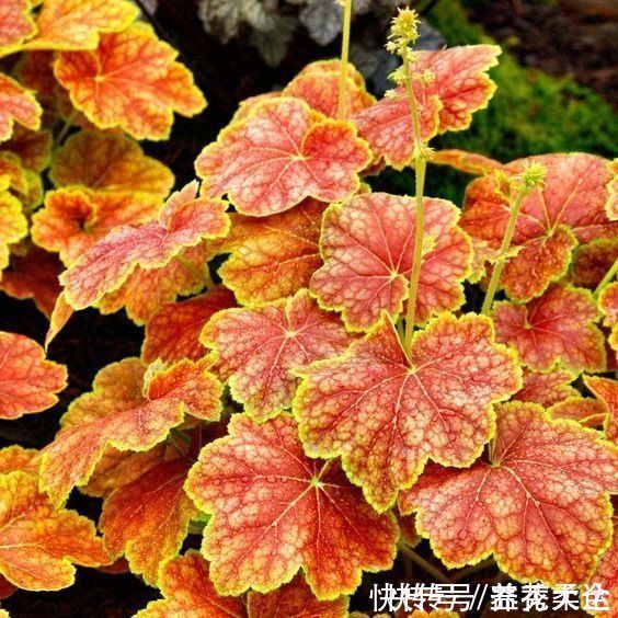 零下|矾根的叶子比花还美，好看又抗冻，零下十几度照样色彩斑斓