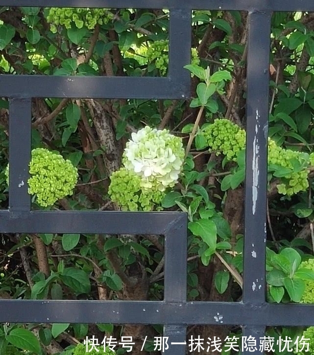 天女春日乘风到，满树玲玲花如玉