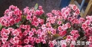 想要植物长得好，一种花肥炒一炒，养花盆底垫一些，3年不用施肥