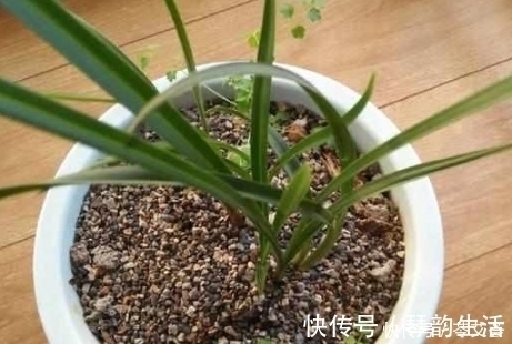 兰花上盆时做好这2点,小芽蹭蹭的疯长,很快就能开花爆盆