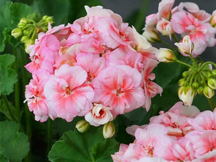 天竺葵|从6月29日起,家养此款花卉,仙气十足颜值高,颜色艳丽开满花盆