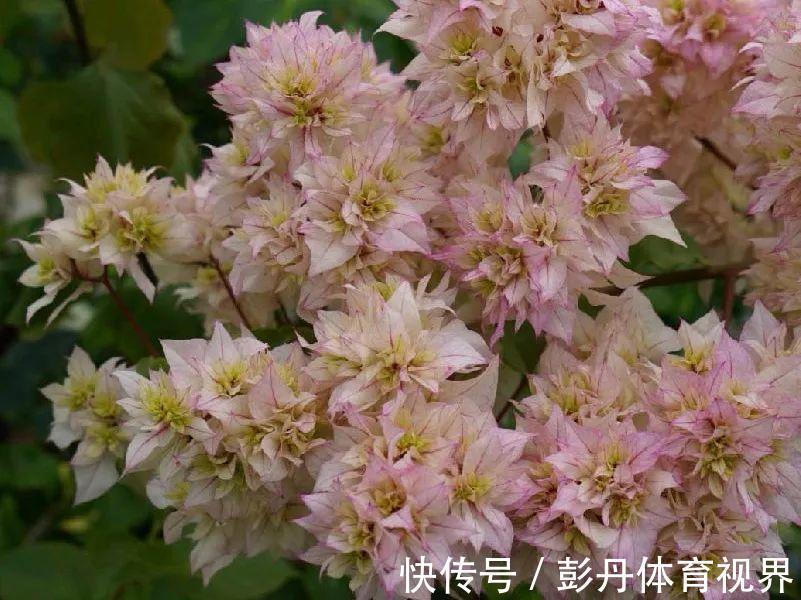 叶子|十月养这花，撸叶子、少浇水，10天冒出大花苞！