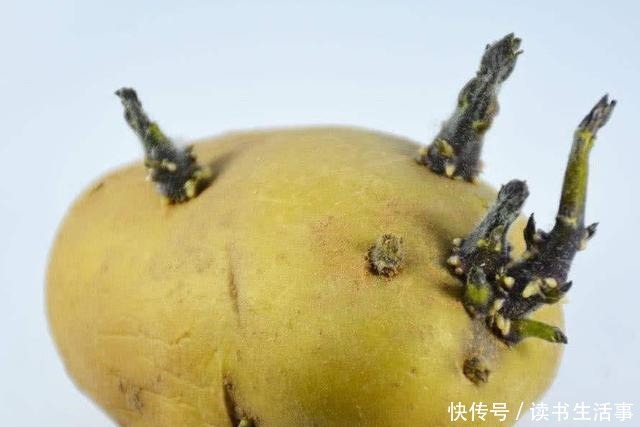 这发芽的土豆到底能不能吃原来三十多年一直误解了,快叮嘱家人