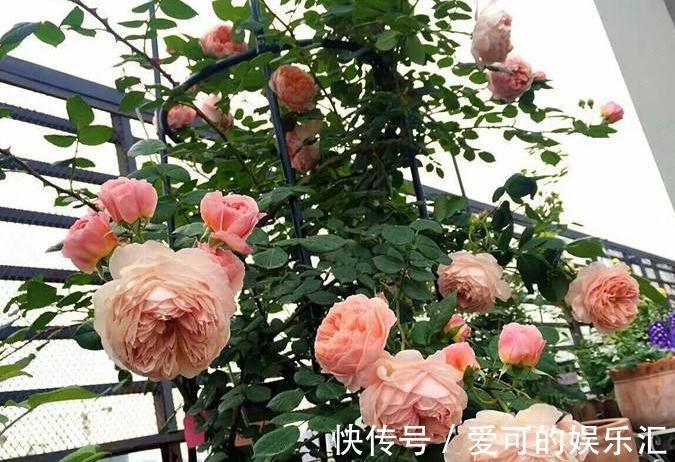 3种花不用买，捡个枝插盆里，生根快，易成活，轻松长满盆