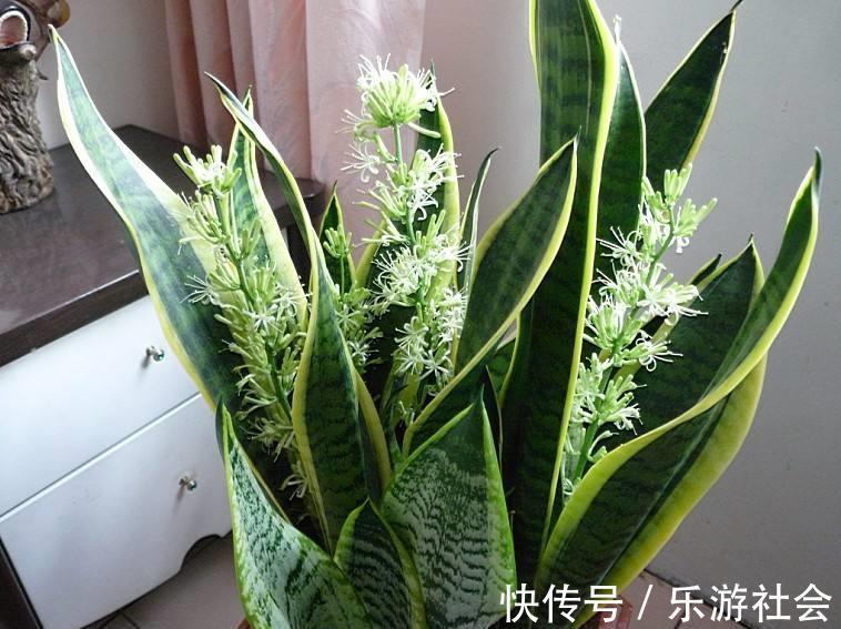 金边瑞香|养花六年，4种花一直不舍得扔，我有喜欢它们的理由