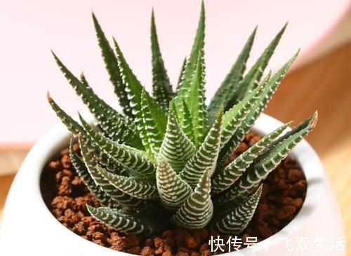 10款多肉盆栽,不必养成老桩,小小巧巧照样美丽
