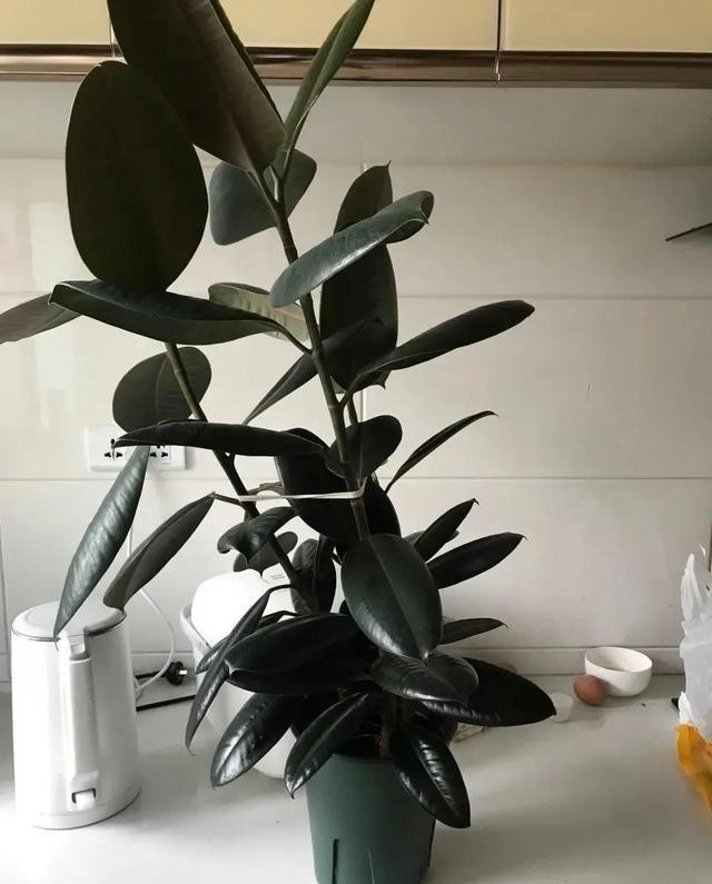 这五种花,就得富养,大肥大水大太阳,长得那叫一个旺