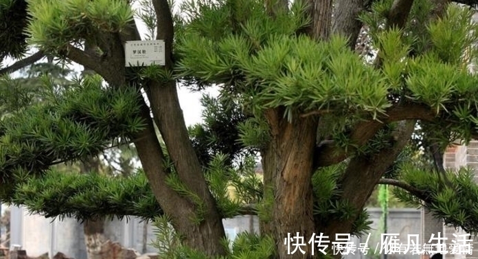 人养花,花亦养人,听说聪明人都在养这五种花,你家有吗?