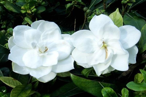 分枝|栀子花三天两头黄叶，注意5点，叶子绿出油，花开拳头大！