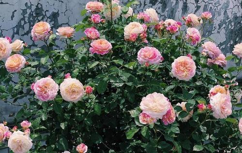 层叠群花|4种月季,耐晒又勤花,40℃照样开出层叠群花,花持久惹人爱