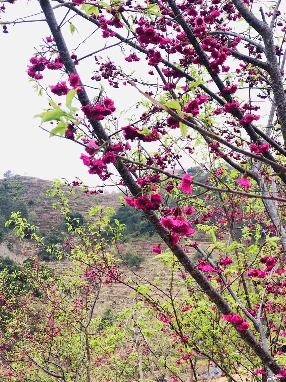 邂逅那片花海