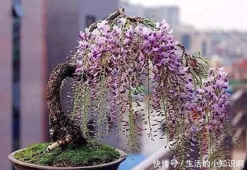 家养紫藤花,一养一百年,开成花隧道,紫气满园来!