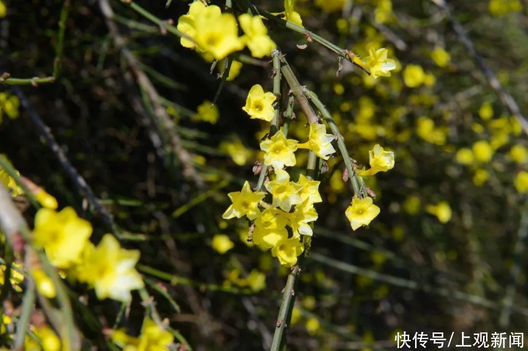 如潮|暖风吹，花香浓！节后首个休息日，世纪公园人气旺