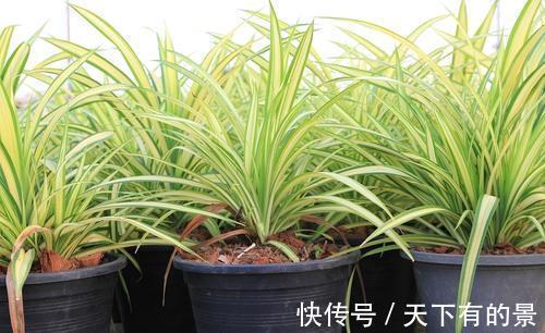 文竹|四种花卉不舍得剪怎么能行？越不剪长得越慢、越不好看