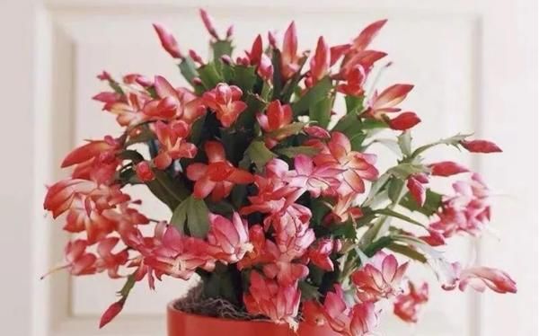 初春养花,把控住这3方面,可免植物被冻坏、被害虫蛰伤