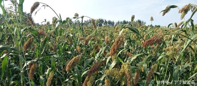 大秘密,茅台镇还有能超过飞天茅台的酱香酒