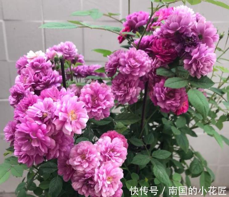 妖娆|夏天最火的4种花,好养又漂亮,花姿妖娆,四季繁花似锦,美