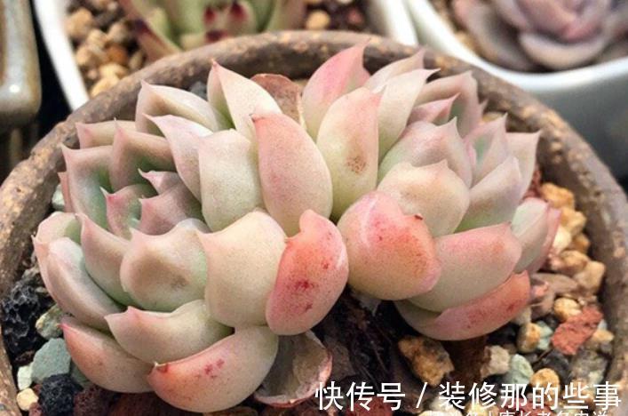 冰梅|月影系多肉之冰雪女王——平常颜色有点白,出状态时却黄中带红