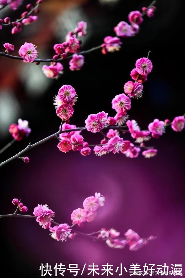 暖雨香风频相顾，正是踏春好时节