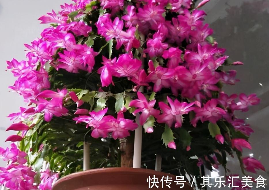 蟹爪兰冬日盆栽，掌握住4个窍门，一茬接一茬开花，又美又多