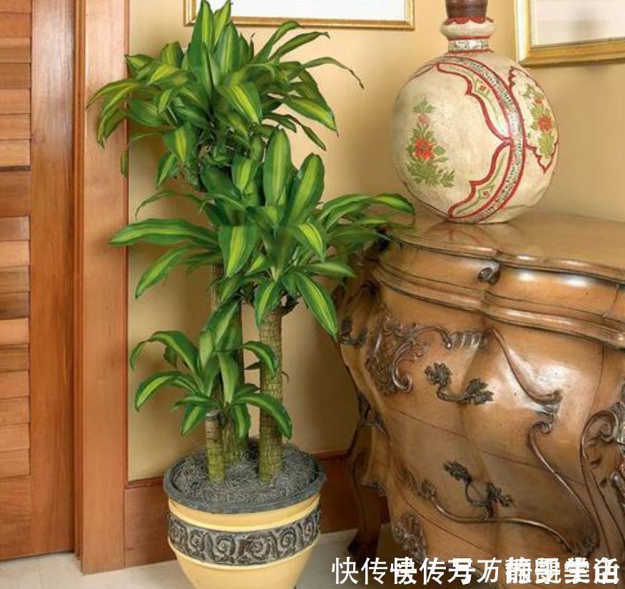 酸性|盆栽花都怕“碱性”,养花学会2个技巧,土壤呈酸性,叶绿开花多