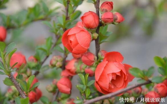 养盆“贴梗海棠”吧!花语平凡也热情,花色艳丽,居家首选