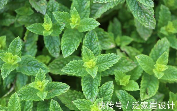 化妆品|几块钱一盆的薄荷,竟然有这五大好处,难怪老中医喜欢养