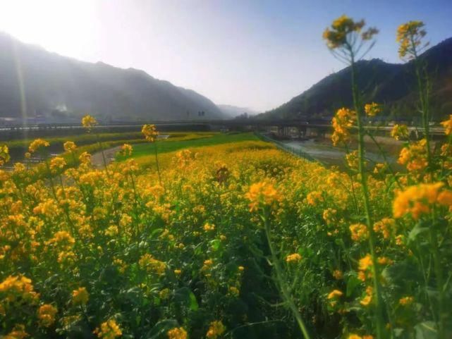 柞水这片油菜花已开！绝美春光等你打卡~