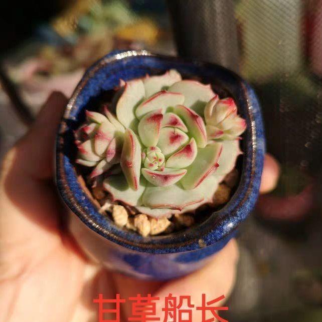 他家养的多肉盆栽，一棵能冒8个头，半年疯长100盆绿植