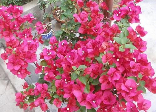 三角梅不开花怎么办？学会3个促花“技巧”，花芽长满枝