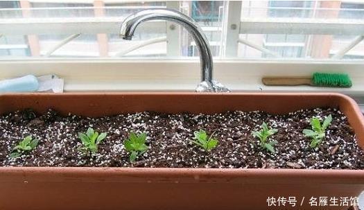  养花|家里养花，用此个妙招，一盆变成十盆，花盆都不够用了