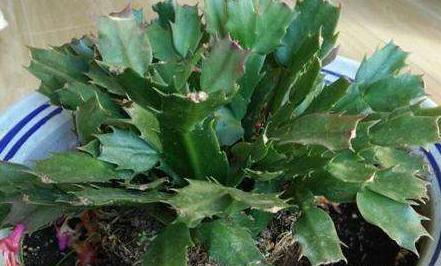 蟹爪兰发出这个“信号”,一定不要忽视,是在提醒你