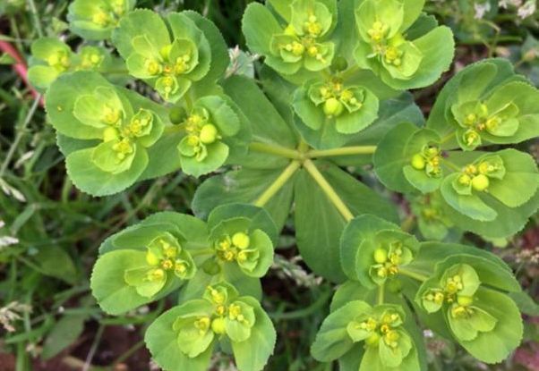 清热解毒|农村一种常见植物,清热解毒,采摘时不要用手触摸,药用价值高