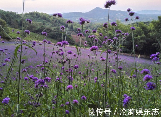 女生|此花可以与薰衣草媲美，但却更好养，不少女生看上一眼便喜欢