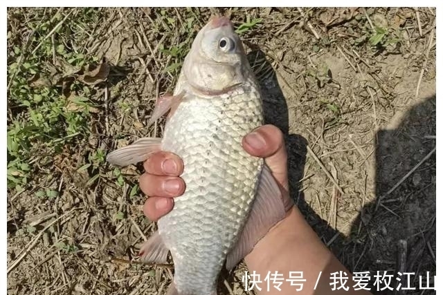 冬季你要封竿不钓鱼了?最好钓鲫鱼的季节其实就是寒冬