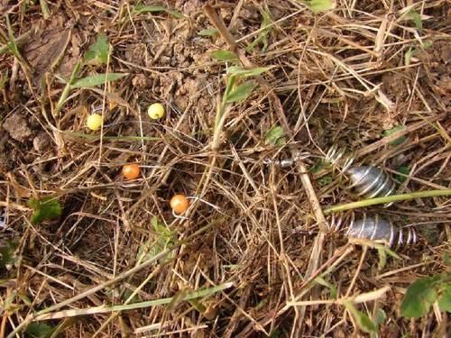 在我成功解决玉米饵料怎么用之后,来不及提竿又成了新的问题