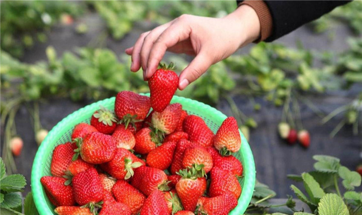 孩子|5岁孙女阻止奶奶买草莓,得知原因后,老人回家后怒斥儿子