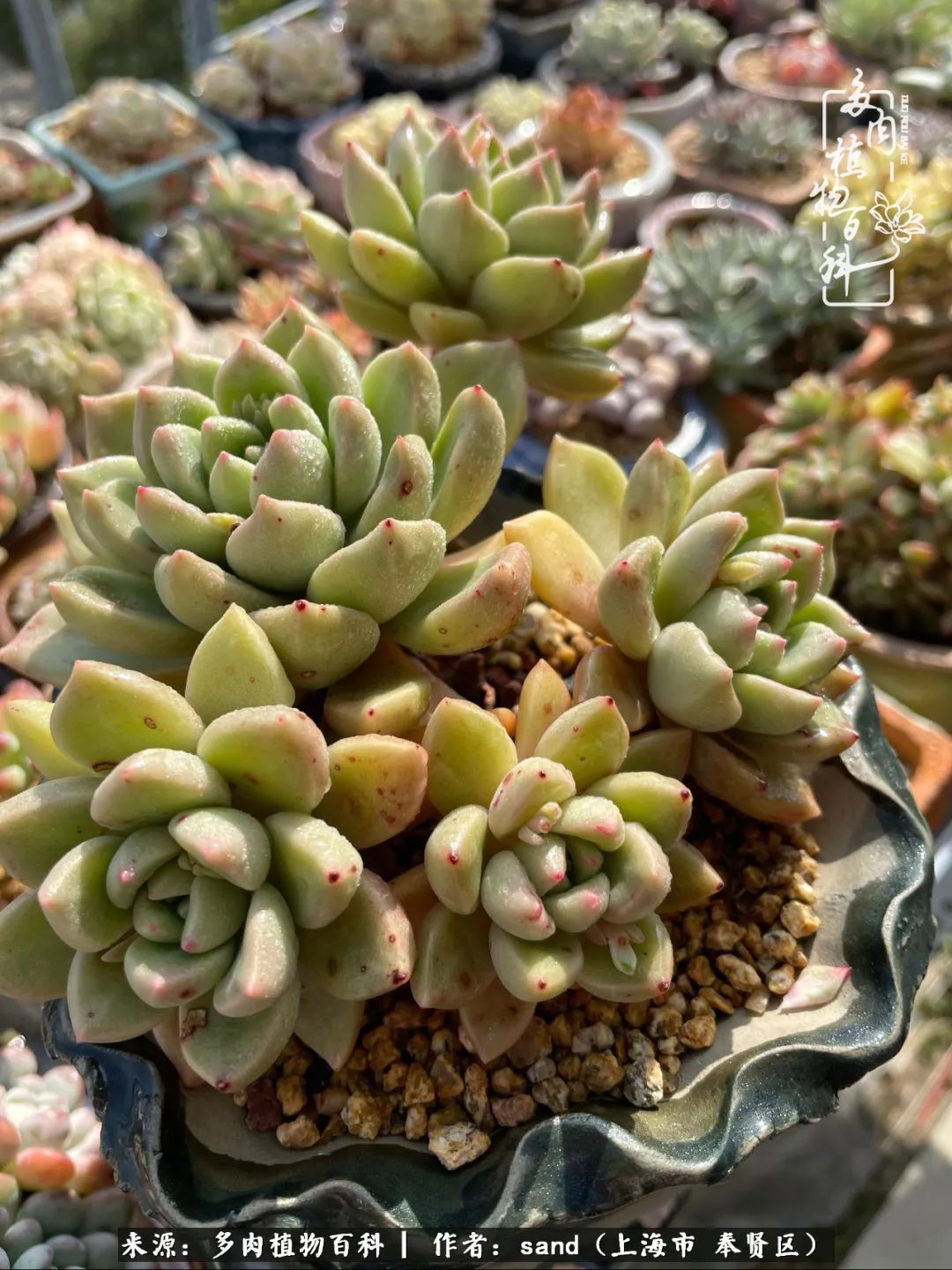 带着200多盆多肉,三个月搬两次家,是一种怎样的体验