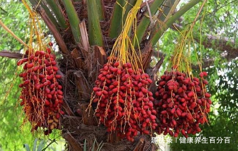 可溶性纤维|入冬后,每天当零食吃几颗,便秘好了,气血足了,肝越来越干净
