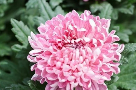 菊花这样养护，株型好看，开花数量多，还能净化空气，可多养几盆