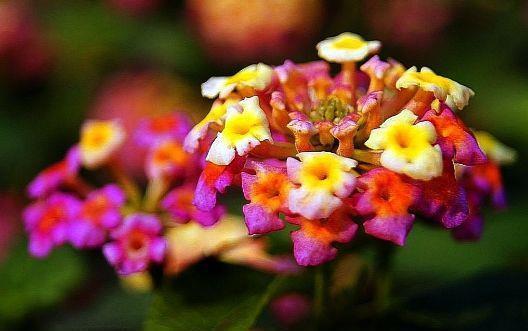 4种花漂亮又好养，一年多次开花，花香四溢，优雅迷人