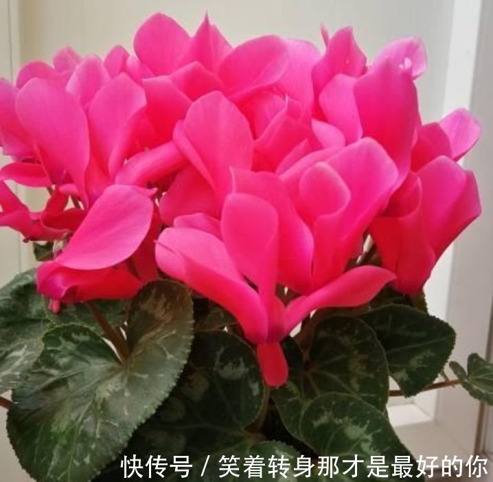 4种高颜值“网红花”,开花漂亮又好养,寓意吉祥,家里养真适合