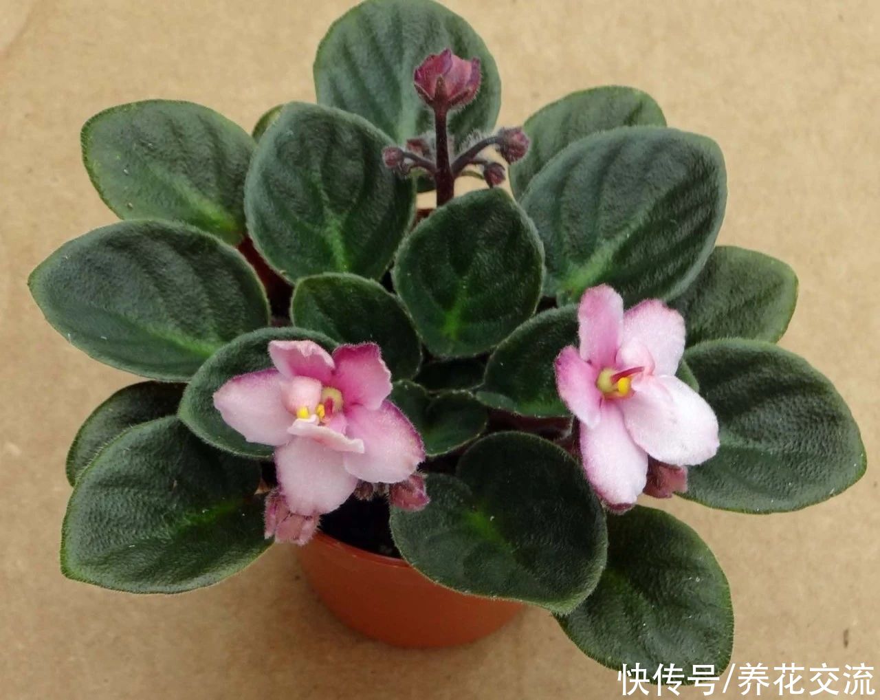  植物|耐阴室内开花植物“大家族”，低光照可开花，植株小巧，适合新手