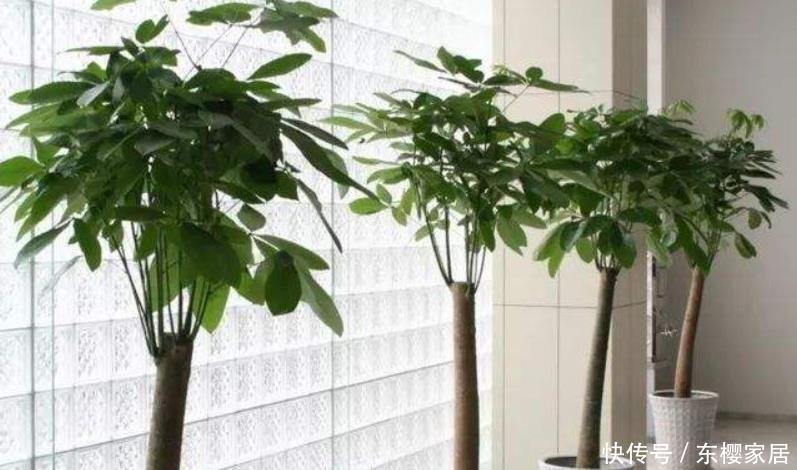 叶子|栀子花、发财树容易黄叶子,一月一次“醋酸水”,叶绿根壮长势旺