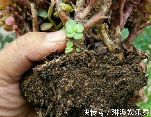 种花|4种''路边垃圾''不简单，带回家处理好养花，啥肥料都不再缺了