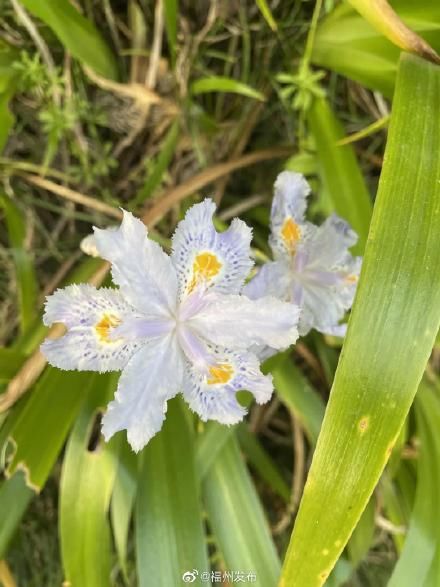 花开正好，共赴鼓岭“春日之约”