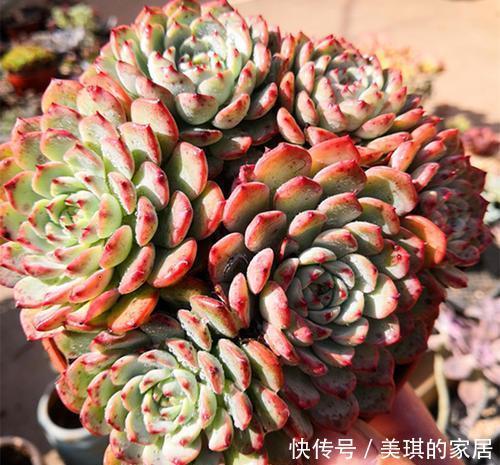 植物|多肉植物劳伦斯,好养又漂亮,易群生红彤彤,值得拥有!