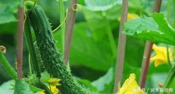 黄瓜虽好但不能乱吃，吃黄瓜注意2大“禁忌”，吃错就是害自己！