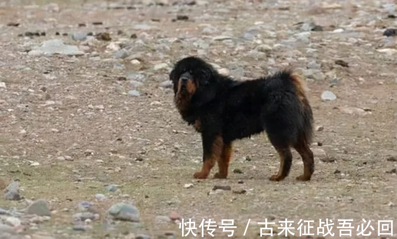 中国藏獒俱乐部|马家军教练离开赛场,靠养狗成为千万富翁,70多岁重回俱乐部执教